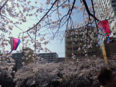 横浜・大岡川の桜散策