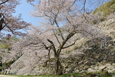 「さくら名所１００選」を訪ねる花見ドライブ・その５＜鳥取市・久松公園＞