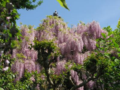 子安地蔵寺の藤　関西花の寺第２４番札所