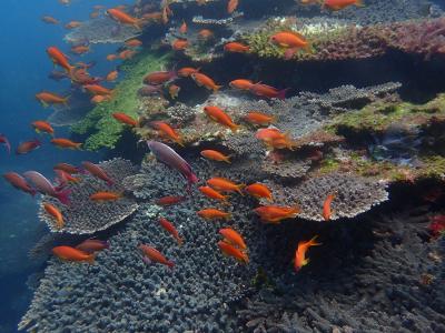 春の沖の島ダイビング