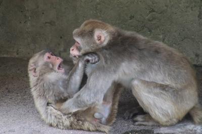 GW日帰りレッサーパンダ遠征は信州グルメ（？）も味わえた茶臼山動物園（３）水浴び砂浴びのアジアゾウのフー子さんからお散歩コーンスネークのまで～じっくり見てしまったニホンザルの愛の営み＆うたた寝したら、ちょうど起きていたウォンバットのモモコちゃん