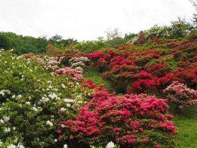 五大尊つつじ公園へ