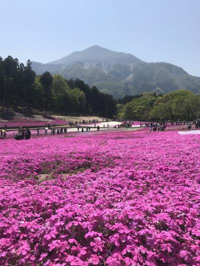 芝桜