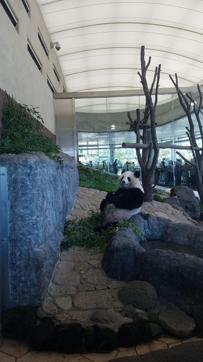 パンダに会ってきました。