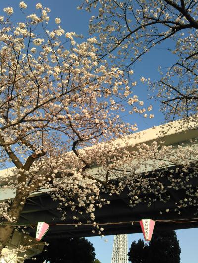 隅田川でお花見
