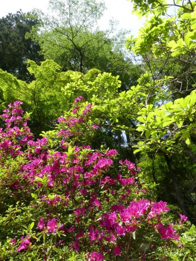 吾妻公園を散策_2018_ツツジはほぼ終わり、緑は濃くなっています。（群馬県・桐生市）