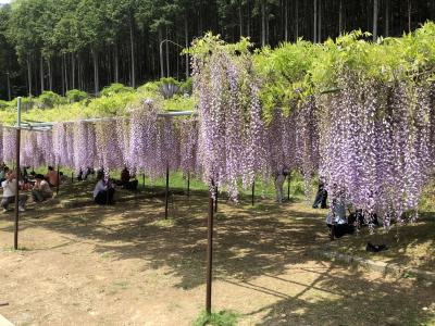 九尺藤を見に白毫寺へ