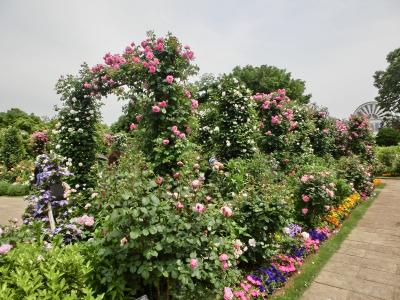 横浜　港の見える丘公園のバラ　（2017年）　その3（つるバラのトンネル）