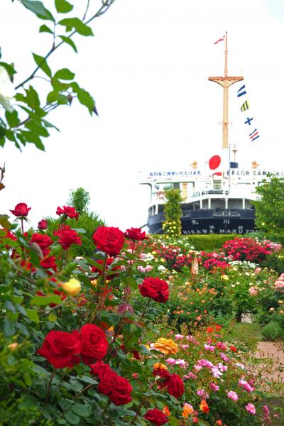 山下公園のバラ2018　見頃になりました～♪