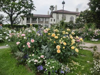 横浜　港の見える丘公園のバラ　（2017年）　その4（ローズガーデン風景）