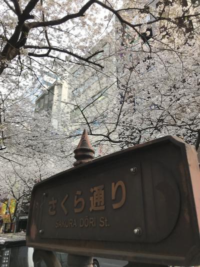 空飛ぶ電車ＬＣＣに乗って、身軽にぷらっと桜満開の東京へ花見紀行