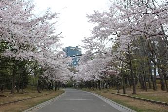 北海道２泊３日一人旅①　中島公園の桜と札幌パークホテル
