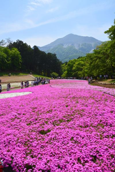 「　なんとかまにあった---　羊山公園　芝桜　」　2018