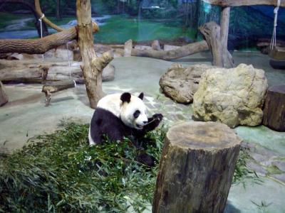 台北動物園でパンダ見放題！
