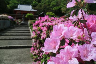 今年はバッチリ！？府中市のさつき寺「安楽寺」