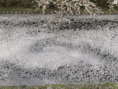 2018 桜旅  弘前  弘前城  弘前公園 花筏 弘前パークホテル  2日目前半