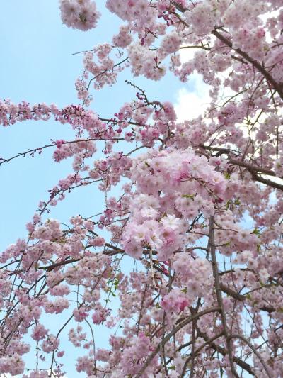 大阪～京都 花紀行  前編