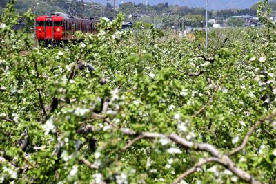 りんごの花が咲き広がるりんご畑の中を走るりんご列車を見にしなの鉄道に訪れてみた