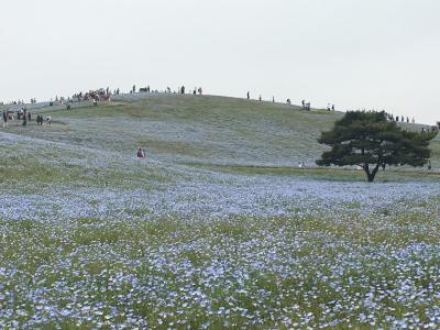 あしかがフラワーパークとひたち海浜公園