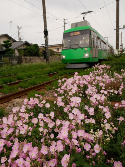 走れ玉電！！東急世田谷線  午後から三軒茶屋～下高井戸へ GO GOツアー