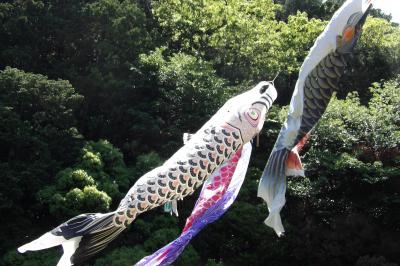 鎌倉中央公園の鯉のぼり