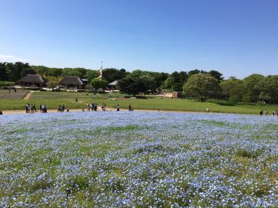 「春爛漫ネモフィラ・藤・つつじ・芝桜　を訪ねて」　第1日目