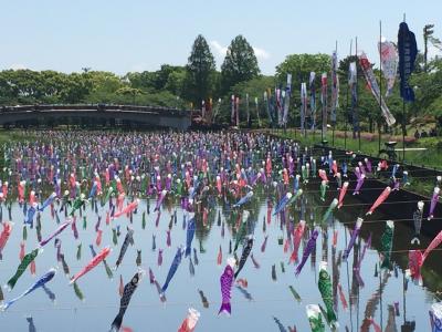 2018年GW日帰りドライブ  こいのぼり里まつりin館林&amp;足利大藤まつりinあしかがフラワーパーク