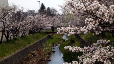 穴場の桜スポット
