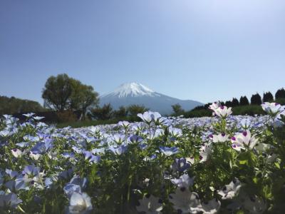 2018年GW富士芝桜まつり（山中湖花の都公園）プレミアムバイキング＆桔梗信玄餅詰め放題日帰りバスツアー