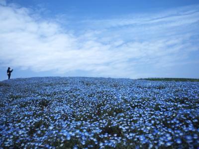 ネモフィラ見頃 国営ひたち海浜公園