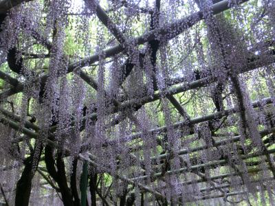 西明石を散策　住吉神社・茨木酒造・薬師院