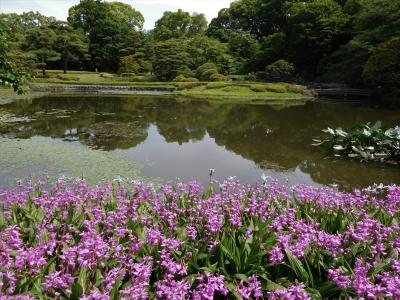 ２０１７年５月　東京３日目　その１　皇居東御苑の散歩　コウホネ・ヒメコウホネ・バラが咲いています。