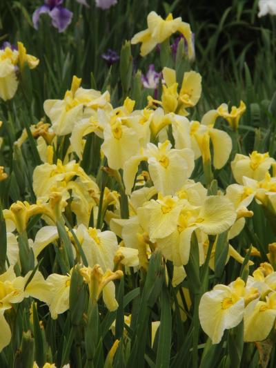 紫陽花　花しょうぶ園　馬見丘陵公園