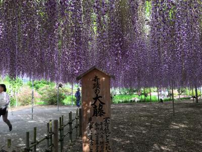 「春爛漫ネモフィラ・藤・つつじ・芝桜　を訪ねて」　第2日目