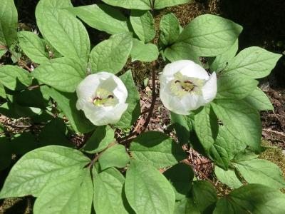 大人気の花「ヤマシャクヤク」を求めて」　霊仙山へ