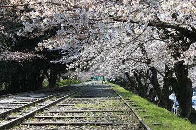 1番好きな桜