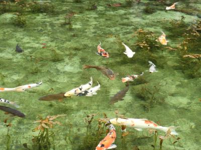 輪島市。舳倉島。モネの池を巡る。その3モネの池と大滝鍾乳洞。