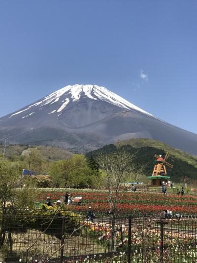 毎年恒例静岡旅行