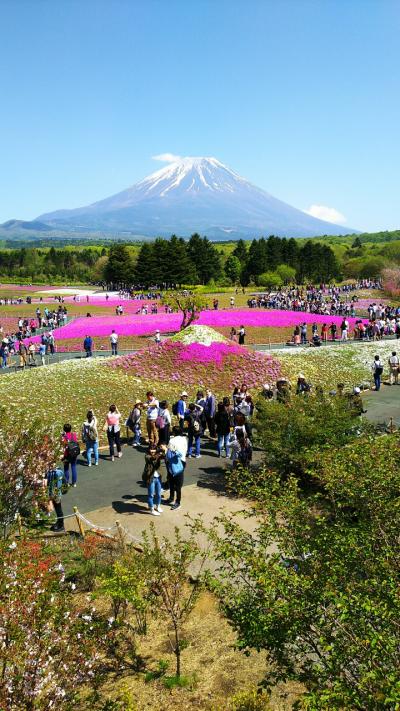 富士山とピンクの絨毯芝桜まつり