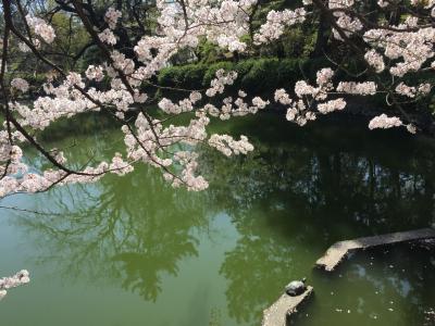 ２０１８春の名古屋★ 鶴舞公園でお花見