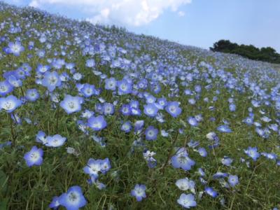 国営ひたち海浜公園のネモフィラを見に行って来ました