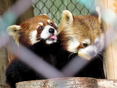 春のレッサーパンダ紀行【10】東北サファリパーク　やはりここは美パンダの郷！！ 現役、天国、移動組含めた個体案内が素晴らしいです！！