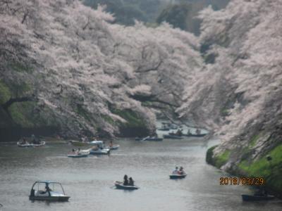 東京１００景（５）千鳥ヶ淵の花見。