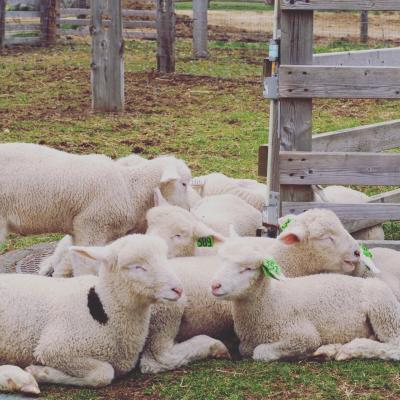 2018年春 車椅子で行く恵庭~支笏湖温泉への旅 前編は、可愛い動物に癒されてきました!
