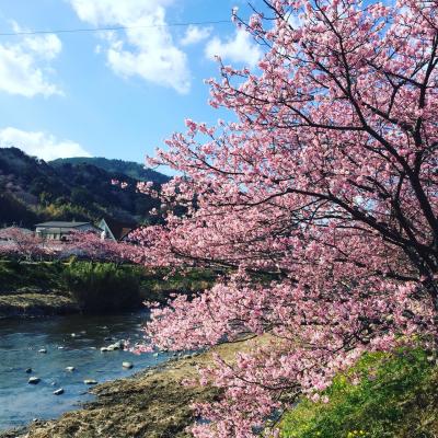 一足早く桜を観に河津から伊豆高原へドライブ。