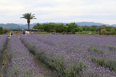 旅するイルカ♪　和泉リサイクル環境公園へ