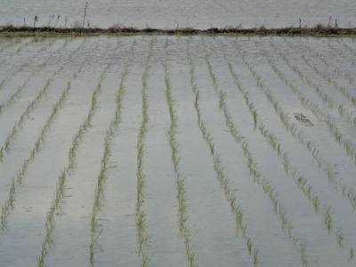 石垣島で避寒　日本一早い田植え