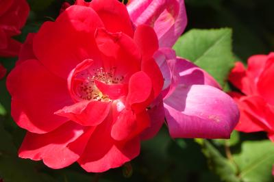 横浜 薔薇 at 山下公園