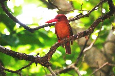 ビーチリゾート探訪は、もう卒業！これからは野鳥観察に路線変更。石垣島、西表島に飛んで、リュウキュウアカショウビン、カンムリワシに出会うぞ！の巻１：出発編。