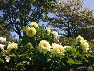 見頃の牡丹と藤の花